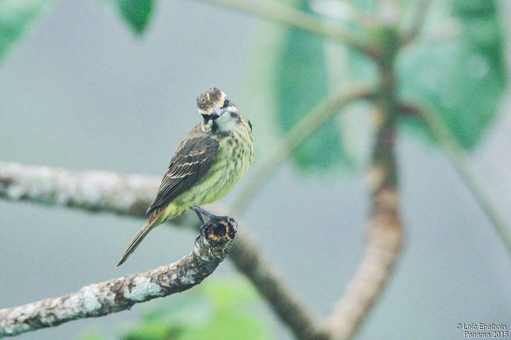 Piratic Flycatcher