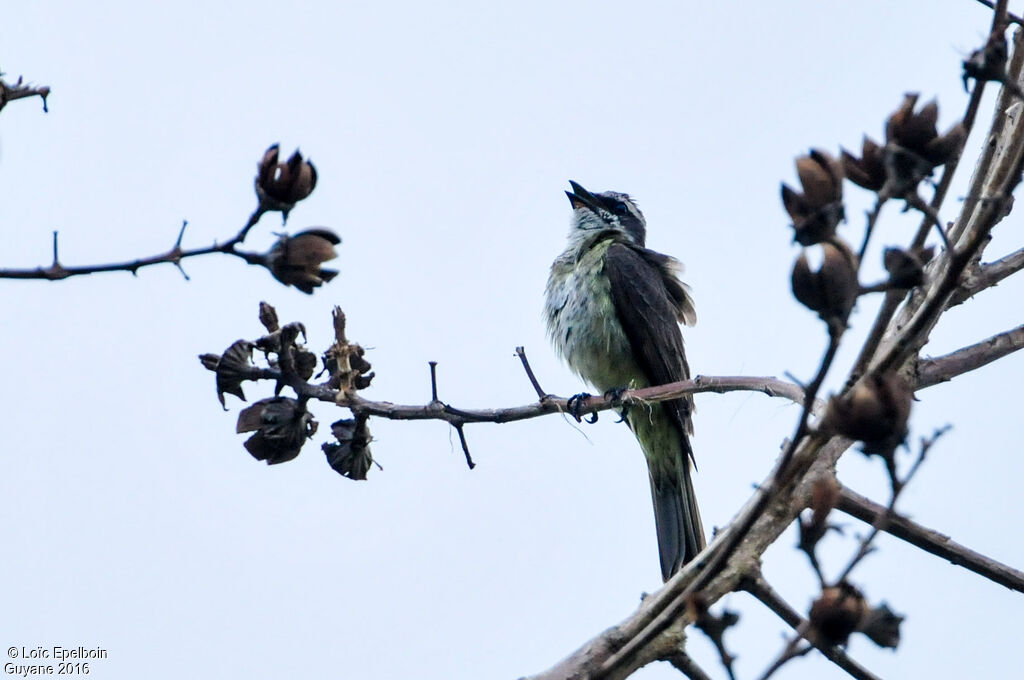 Piratic Flycatcher