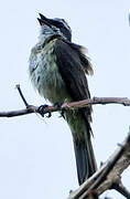 Piratic Flycatcher