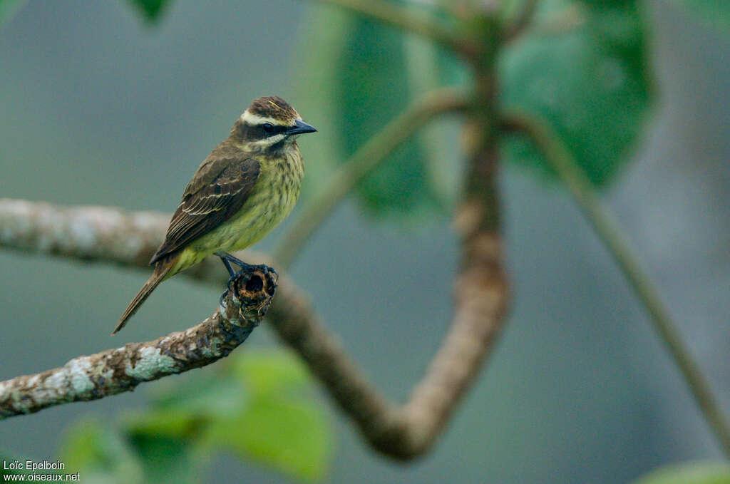 Piratic Flycatcheradult, identification