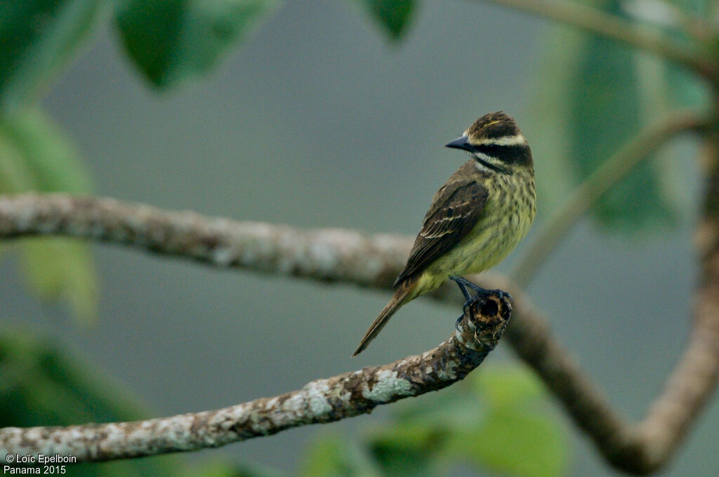 Piratic Flycatcher