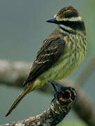 Piratic Flycatcher