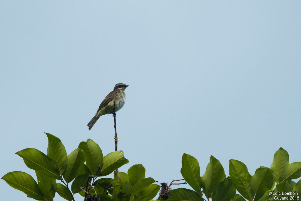 Piratic Flycatcher