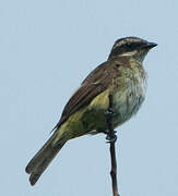 Piratic Flycatcher