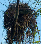 Piratic Flycatcher