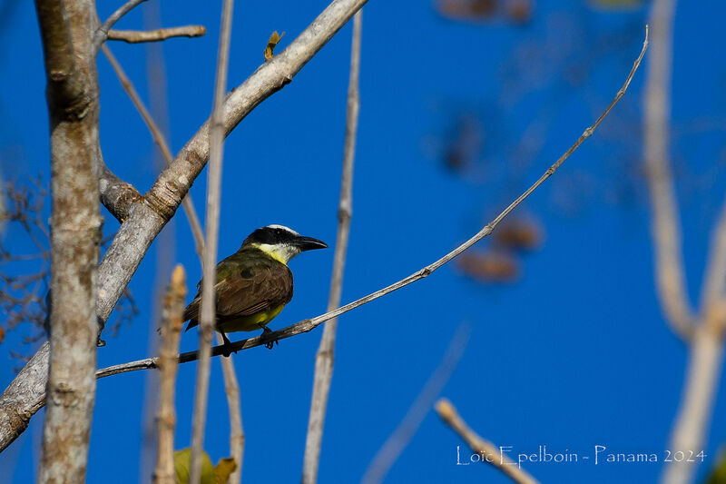 Boat-billed Flycatcher