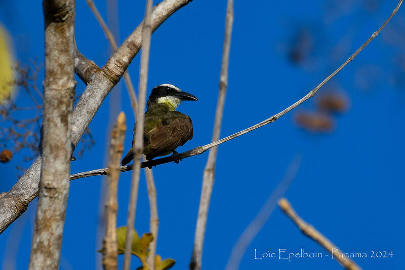 Boat-billed Flycatcher