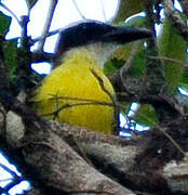 Boat-billed Flycatcher