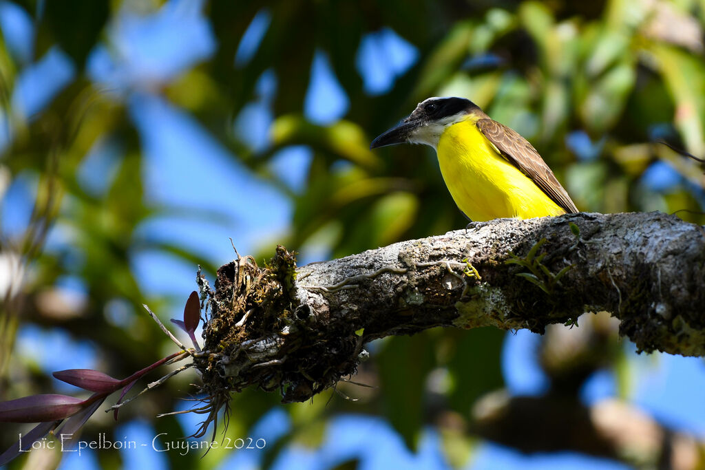 Boat-billed Flycatcher