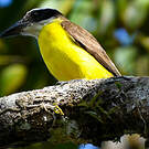 Tyran pitangua