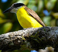 Boat-billed Flycatcher