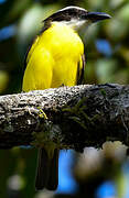 Boat-billed Flycatcher