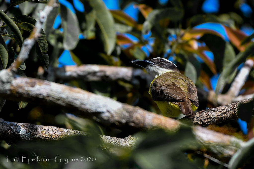 Boat-billed Flycatcher