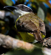 Boat-billed Flycatcher