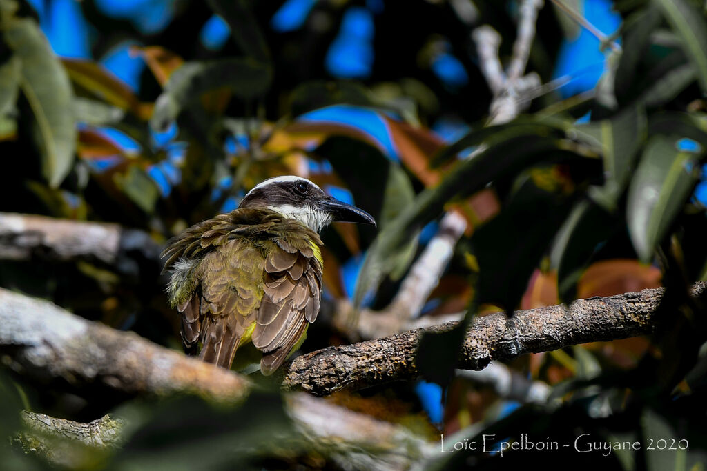 Boat-billed Flycatcher