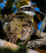 Boat-billed Flycatcher