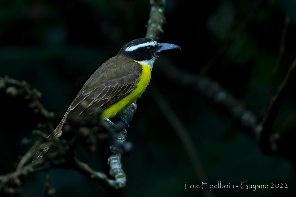 Boat-billed Flycatcher