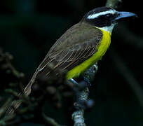 Boat-billed Flycatcher