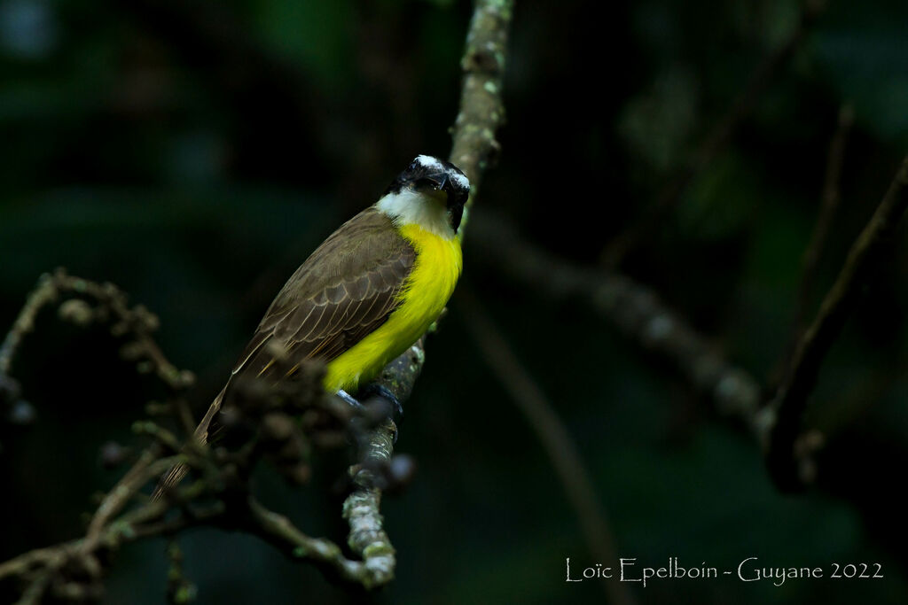 Boat-billed Flycatcher