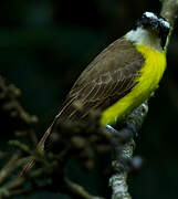 Boat-billed Flycatcher