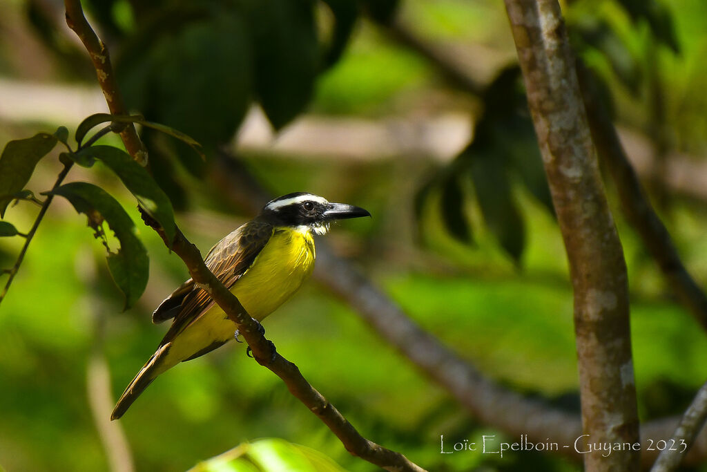 Boat-billed Flycatcher