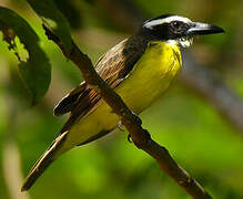 Boat-billed Flycatcher