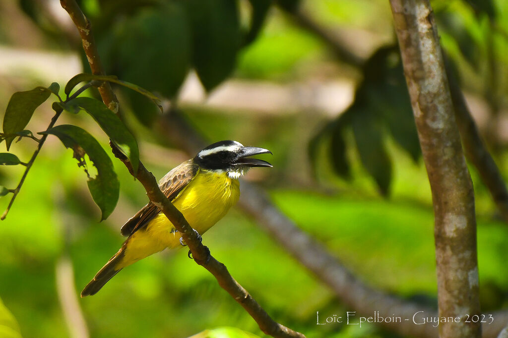 Boat-billed Flycatcher