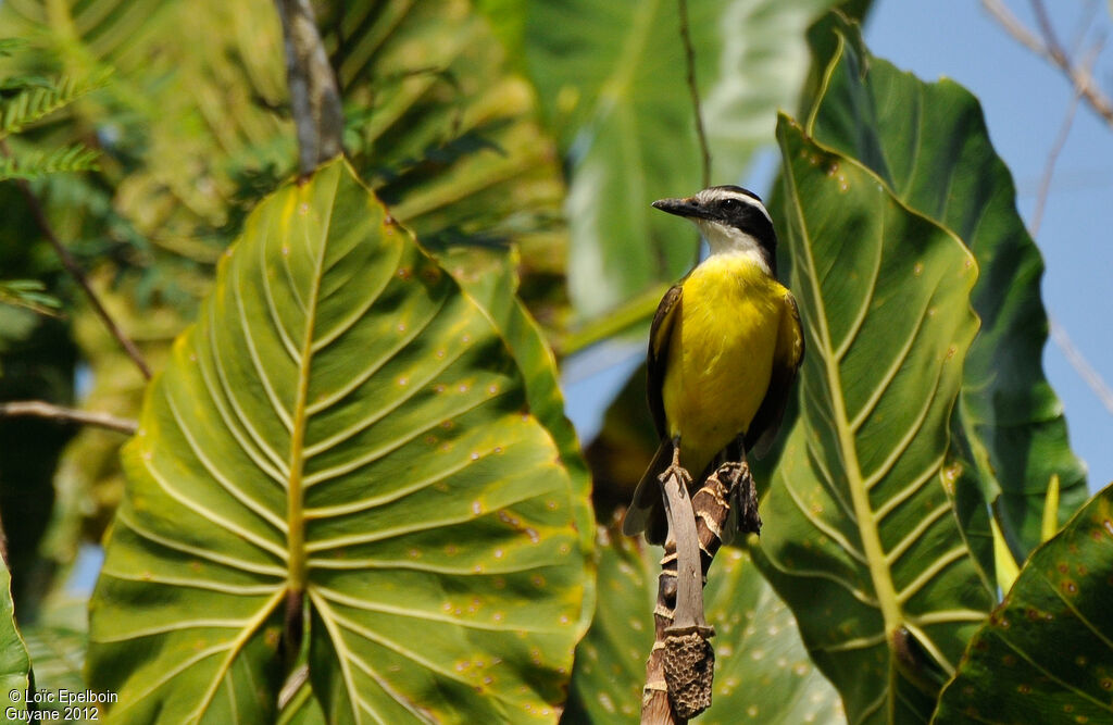 Great Kiskadee