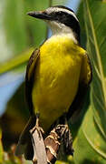 Great Kiskadee