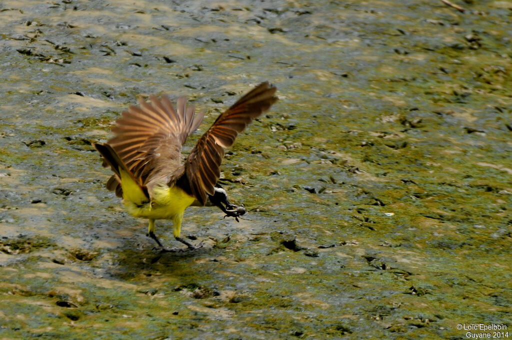 Great Kiskadee