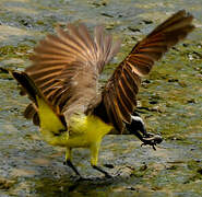 Great Kiskadee