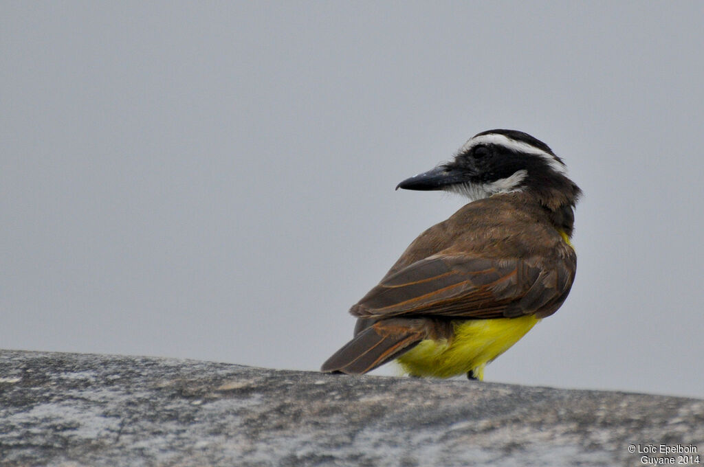 Great Kiskadee