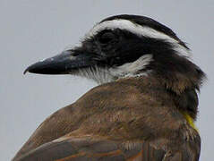 Great Kiskadee