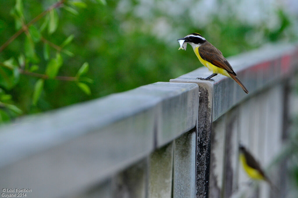 Great Kiskadee