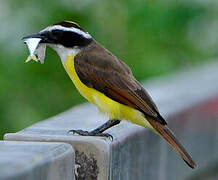 Great Kiskadee