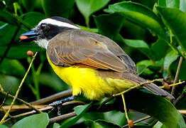 Great Kiskadee