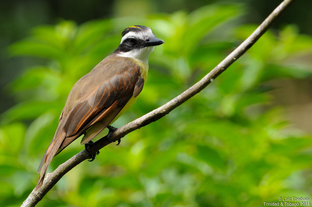 Great Kiskadee