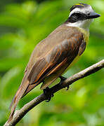 Great Kiskadee