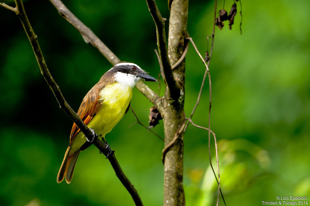 Great Kiskadee