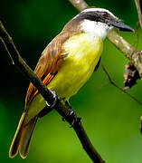 Great Kiskadee