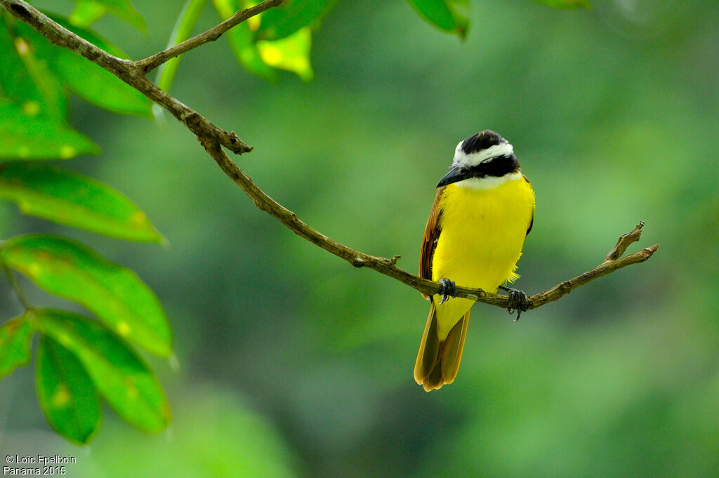 Great Kiskadee