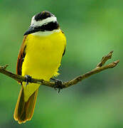 Great Kiskadee