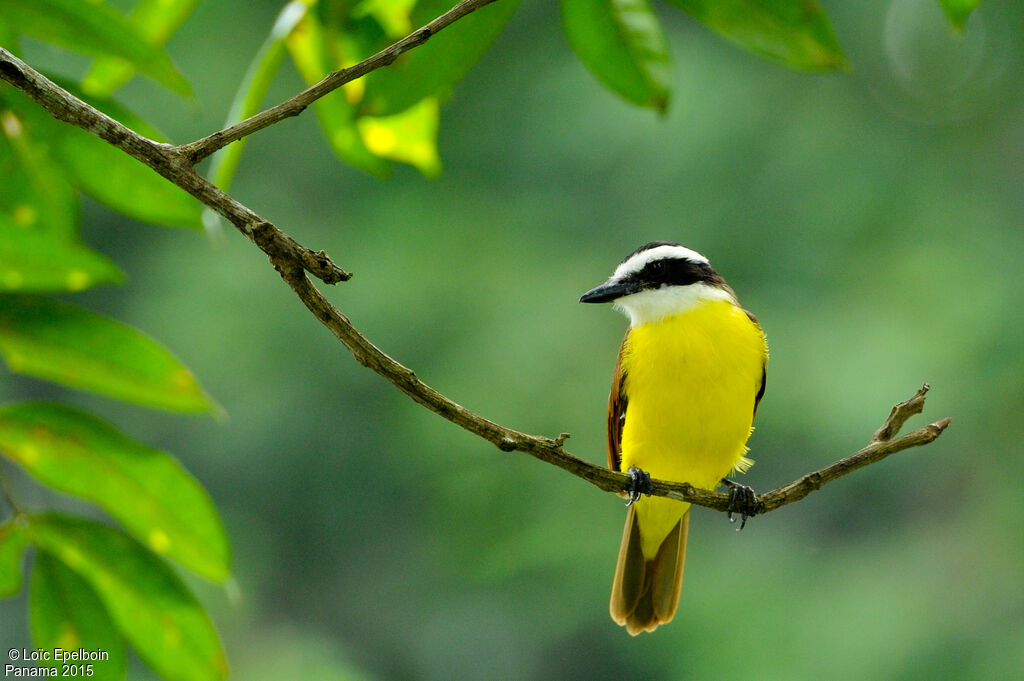 Great Kiskadee