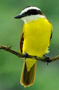 Great Kiskadee