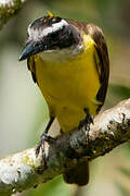 Great Kiskadee