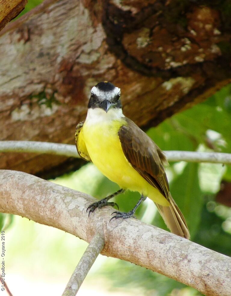 Great Kiskadee