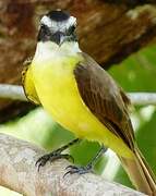 Great Kiskadee