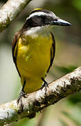 Great Kiskadee