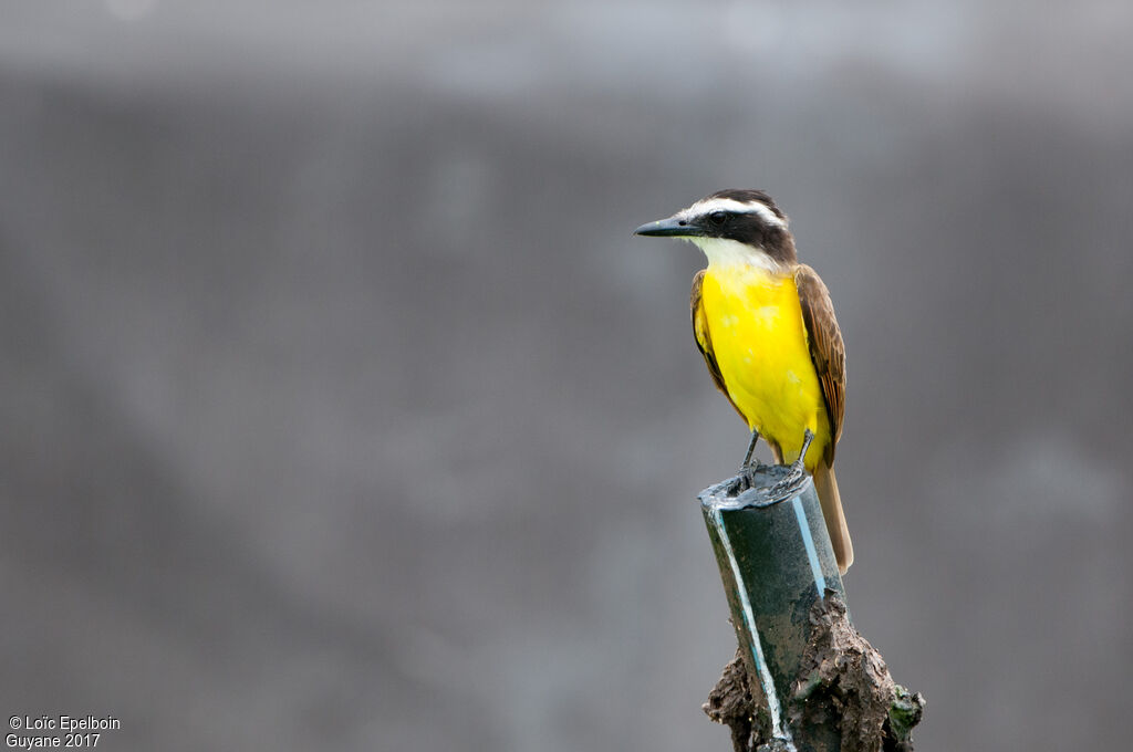 Great Kiskadee