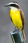 Great Kiskadee